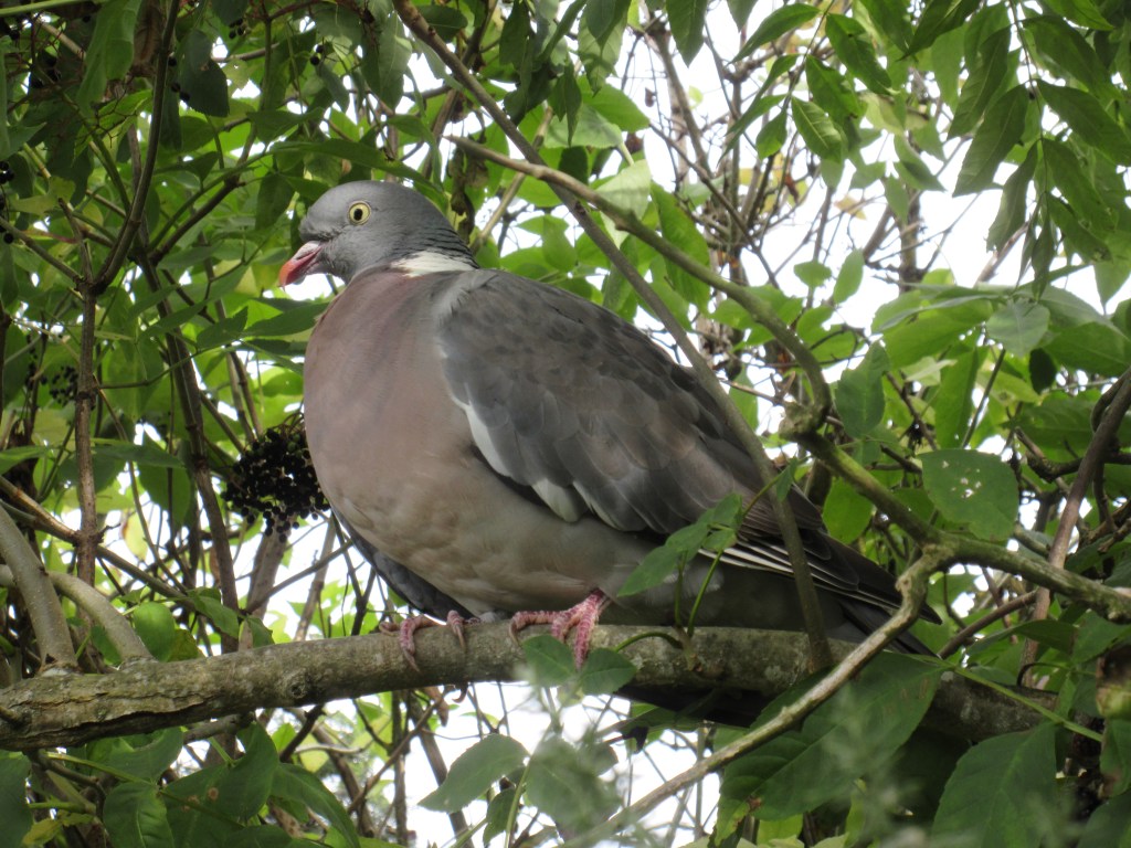 A picture of a Common Wood Pigeon taken near Edinburgh, Scotland.